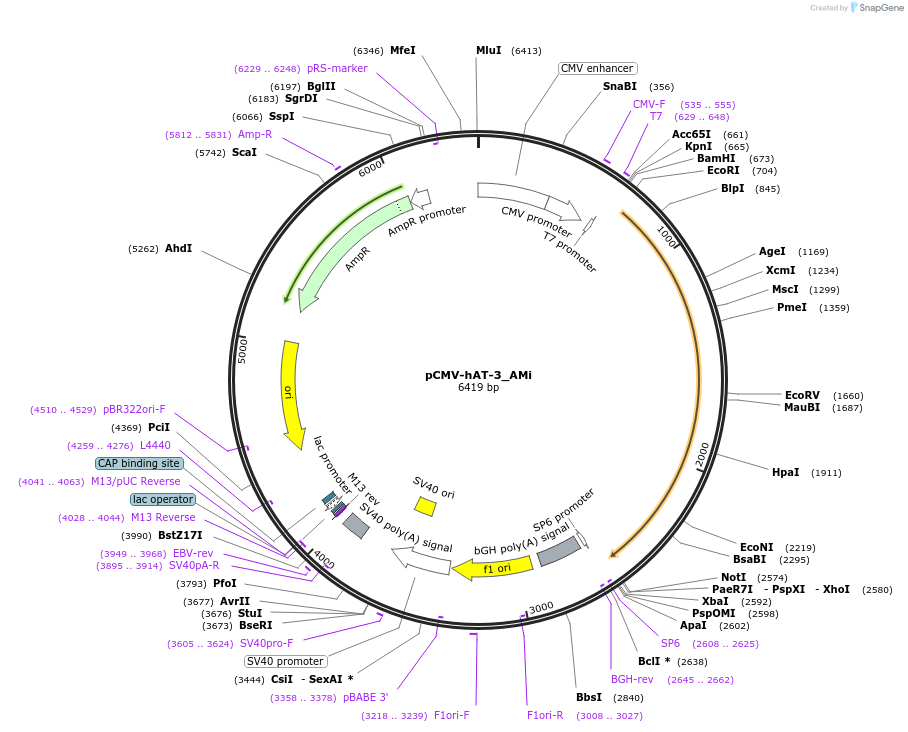 217179-plasmid-map-sequence-id-444287