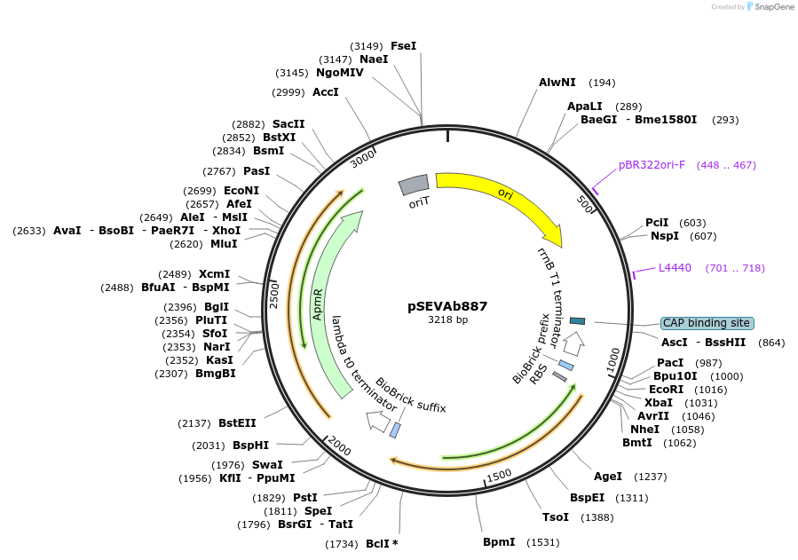 217504-plasmid-map-sequence-id-444288