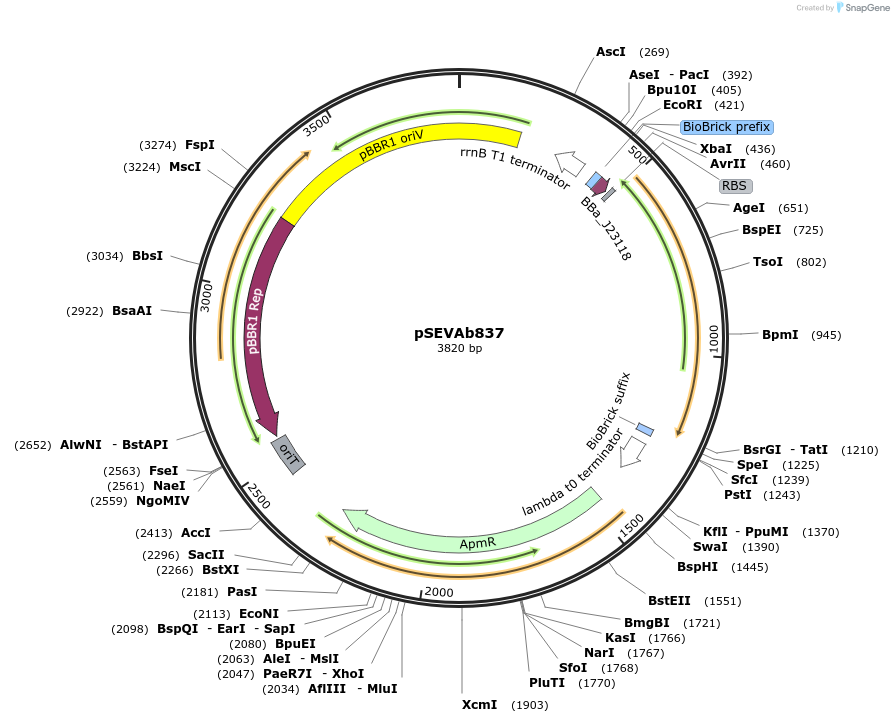 217501-plasmid-map-sequence-id-444290