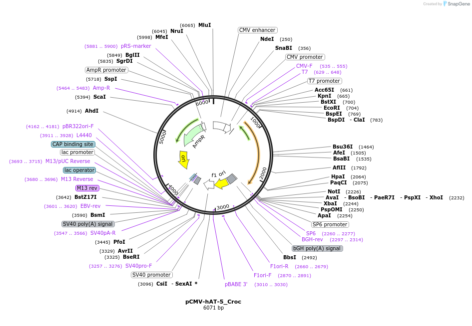 217181-plasmid-map-sequence-id-444291
