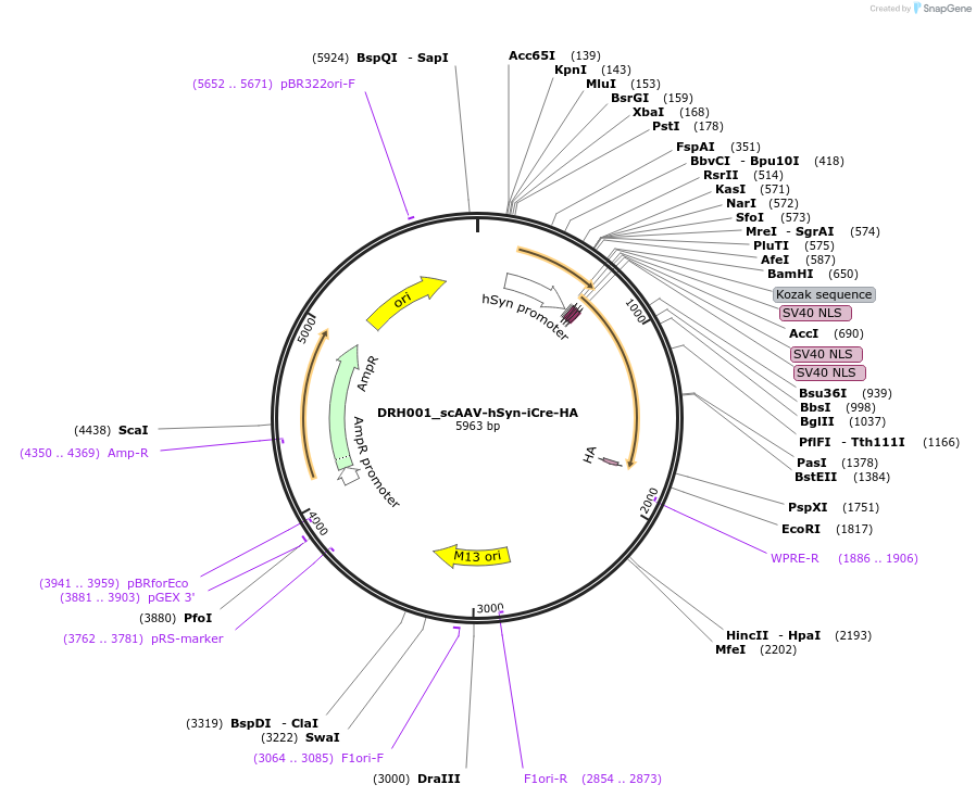 225086-plasmid-map-sequence-id-444305