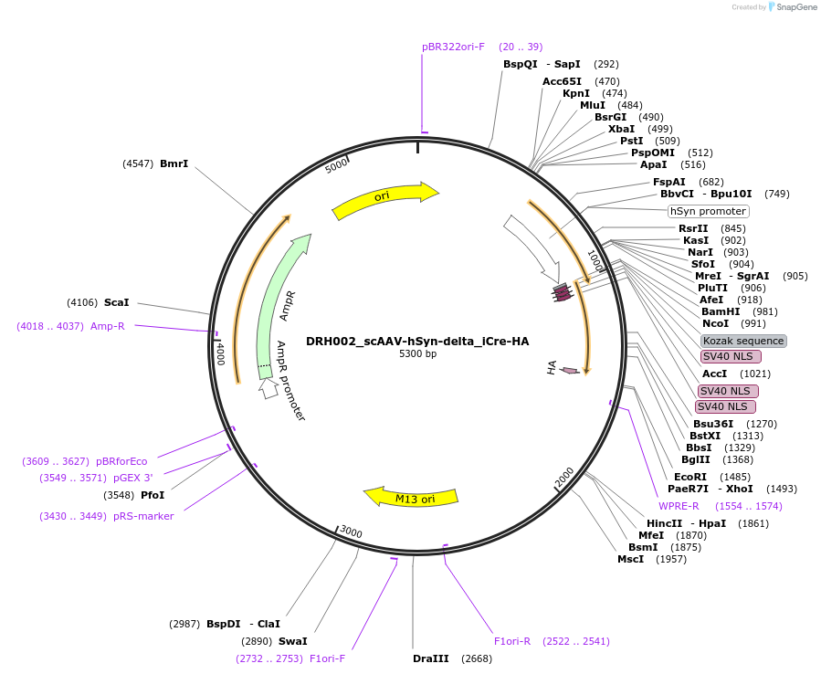 225087-plasmid-map-sequence-id-444306