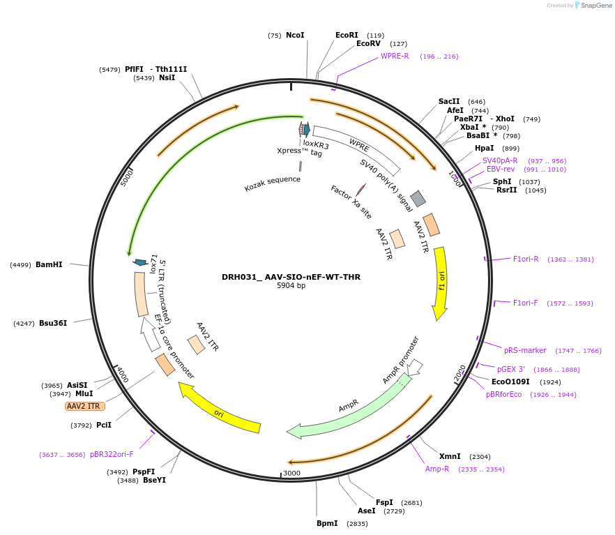 225090-plasmid-map-sequence-id-444310