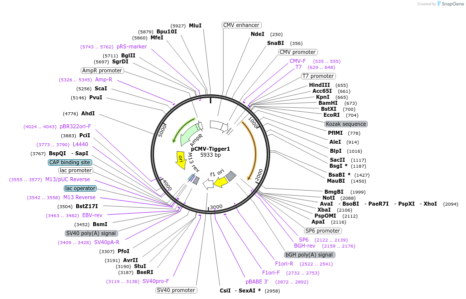 217185-plasmid-map-sequence-id-444319