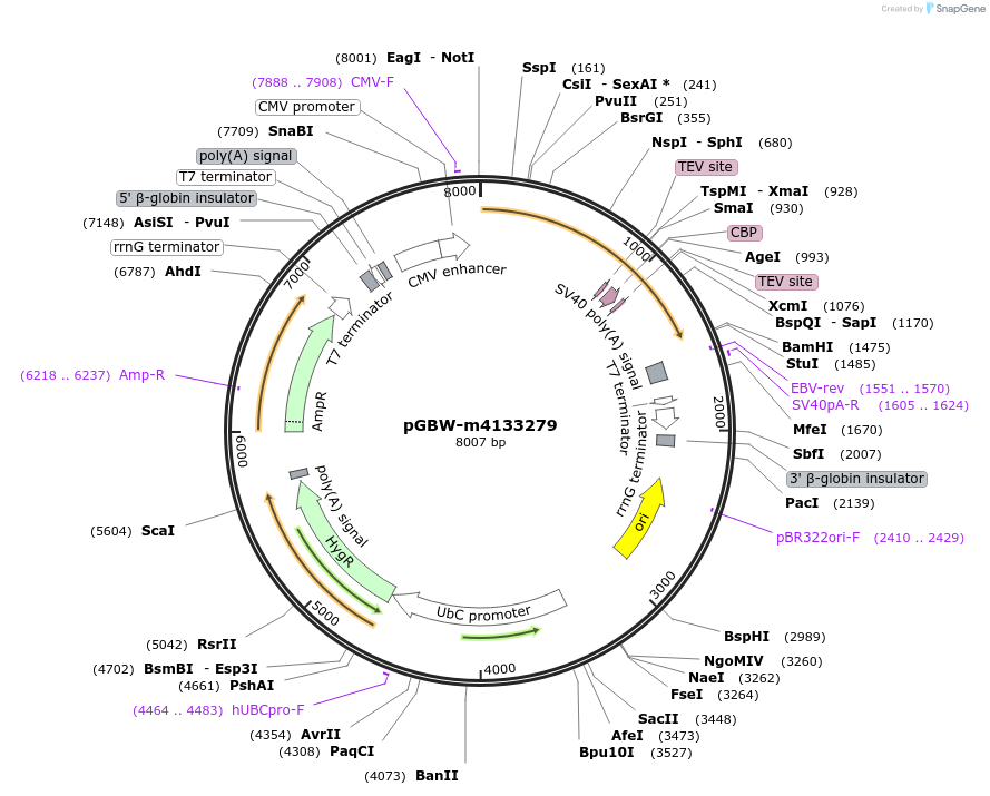 152843-plasmid-map-sequence-id-444320