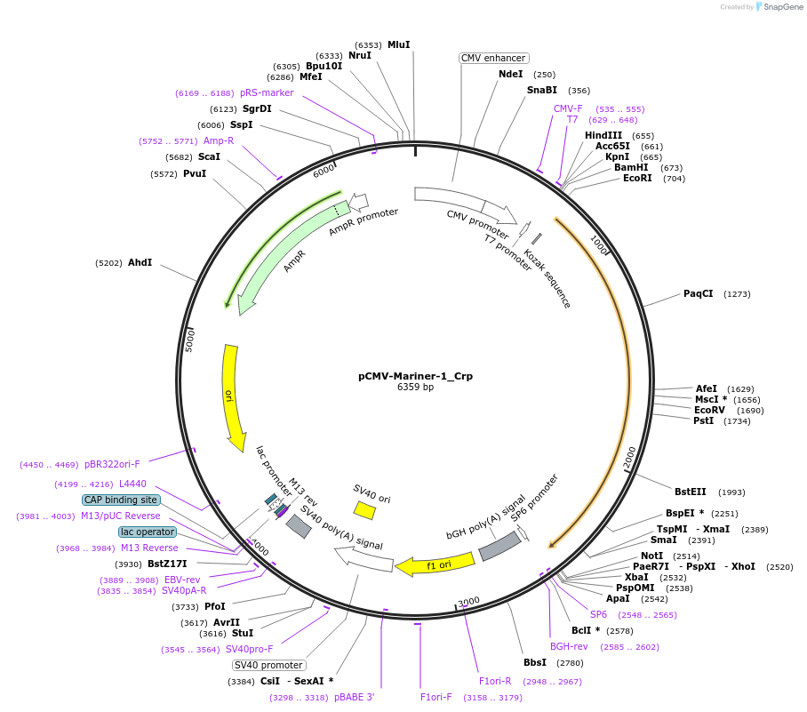217186-plasmid-map-sequence-id-444321