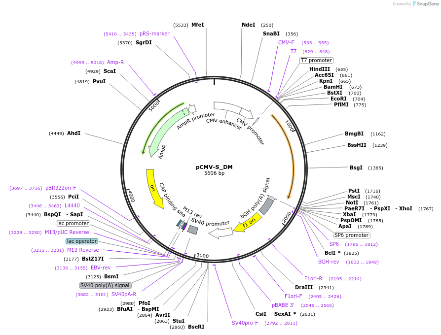 217187-plasmid-map-sequence-id-444323