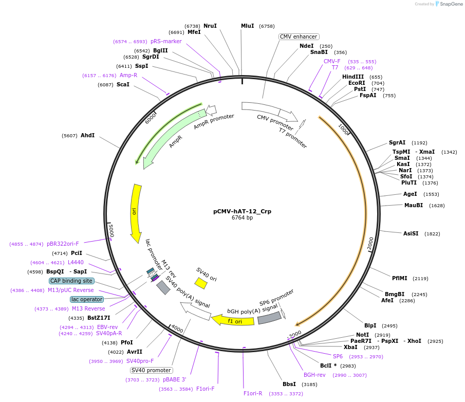 217188-plasmid-map-sequence-id-444324