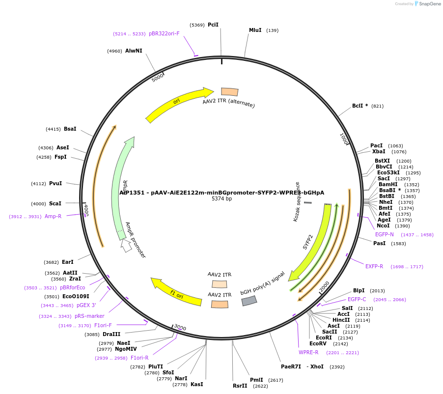 208139-plasmid-map-sequence-id-444325