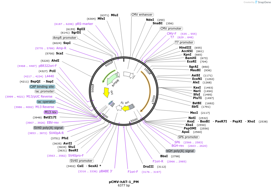 217189-plasmid-map-sequence-id-444326