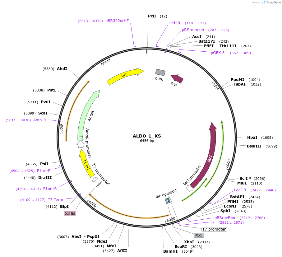224157-plasmid-map-sequence-id-444332