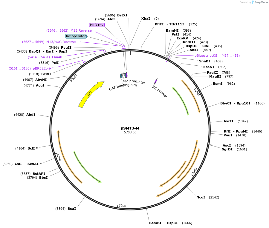 26589-plasmid-map-sequence-id-44434