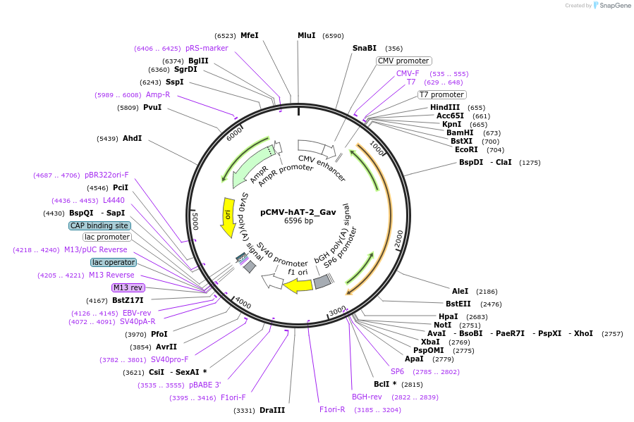 217192-plasmid-map-sequence-id-444343