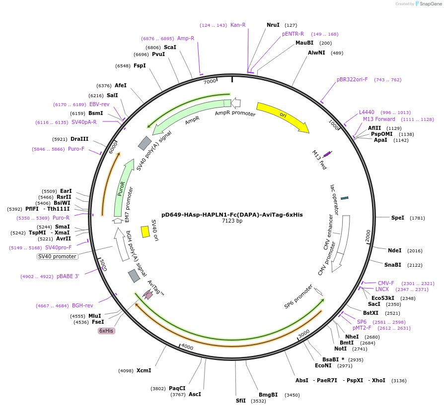 156777-plasmid-map-sequence-id-444344