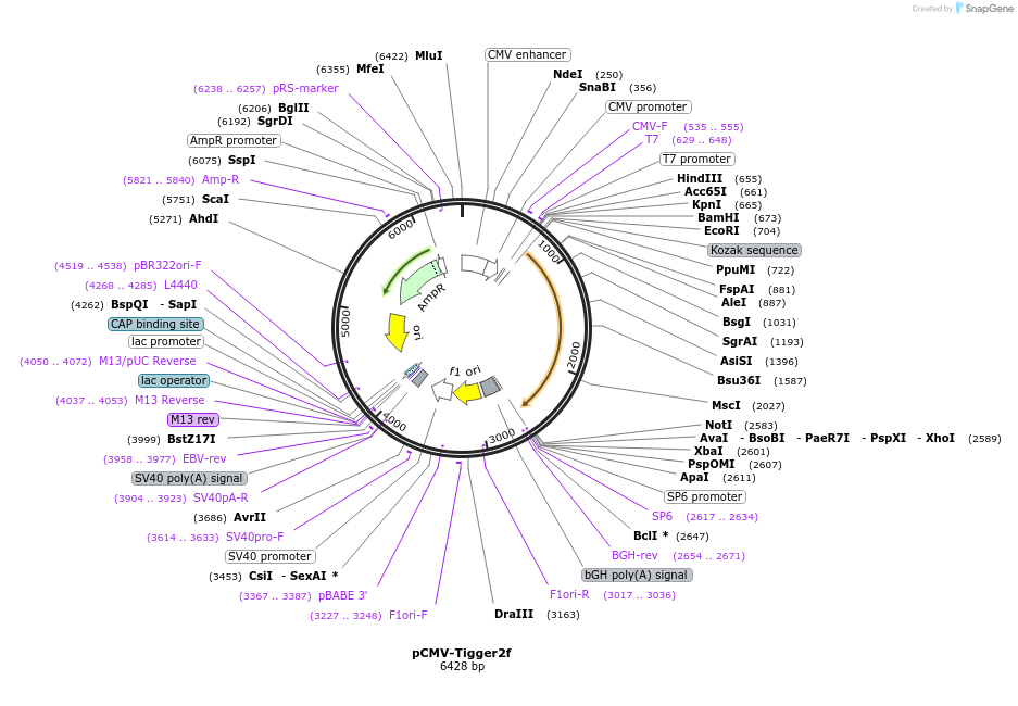 217193-plasmid-map-sequence-id-444345