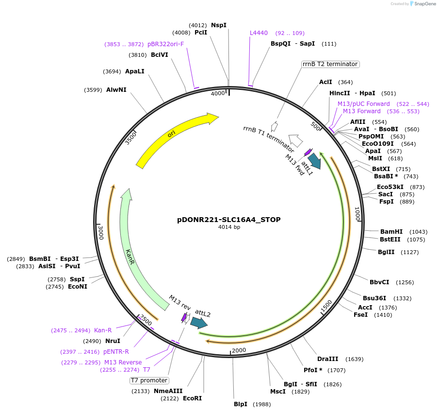 161077-plasmid-map-sequence-id-444347