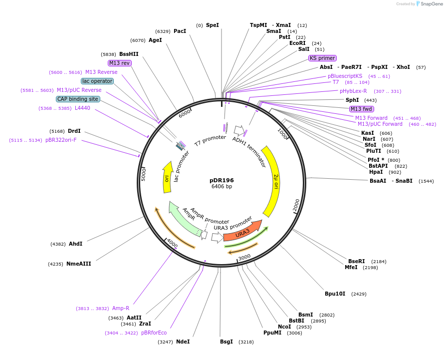 36029-plasmid-map-sequence-id-44435