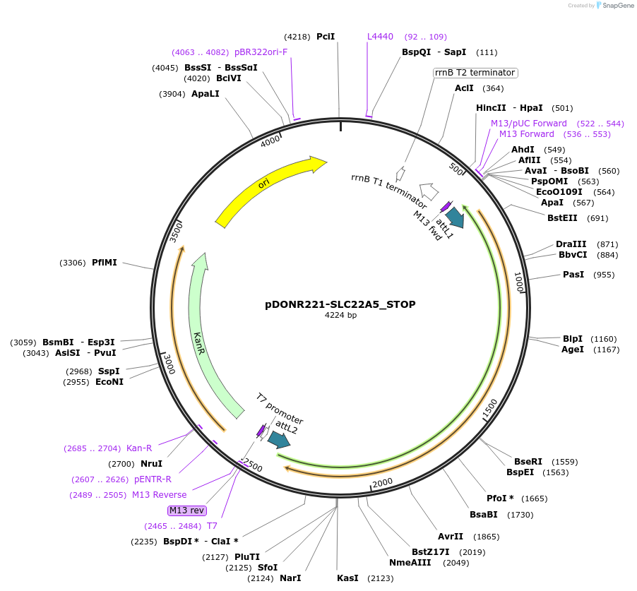 161214-plasmid-map-sequence-id-444351