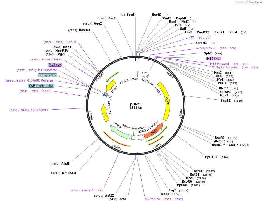 36027-plasmid-map-sequence-id-44436