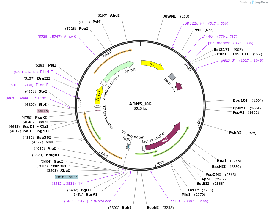 224150-plasmid-map-sequence-id-444363