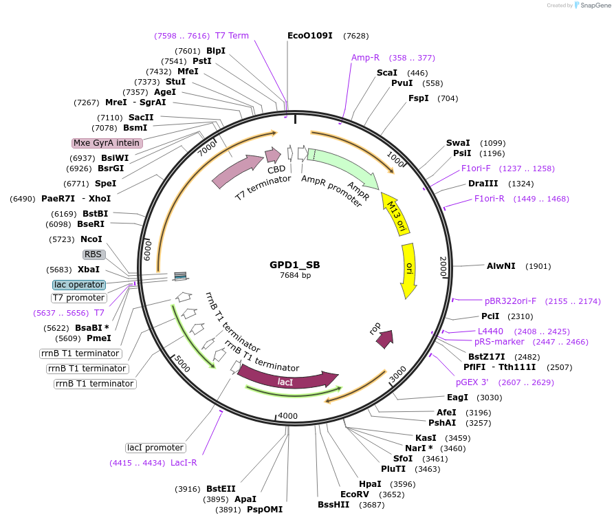 224147-plasmid-map-sequence-id-444366