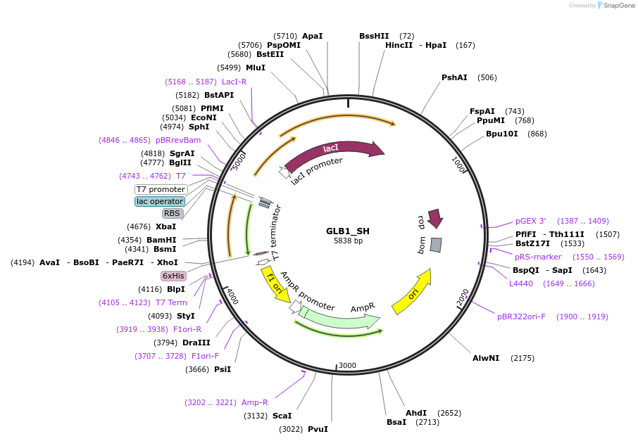 224138-plasmid-map-sequence-id-444367
