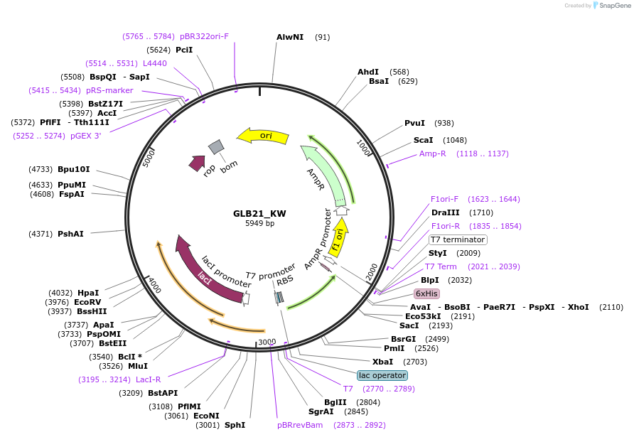 224140-plasmid-map-sequence-id-444369
