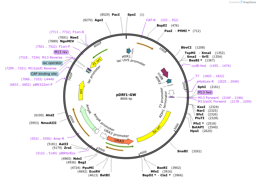 36026-plasmid-map-sequence-id-44437
