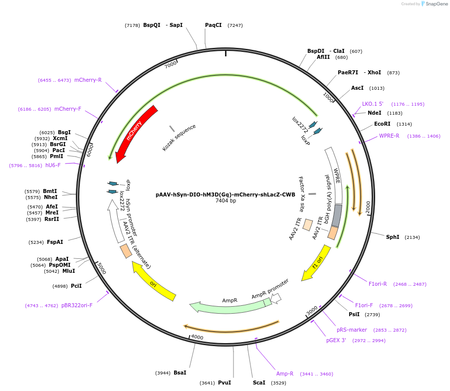 223660-plasmid-map-sequence-id-444377