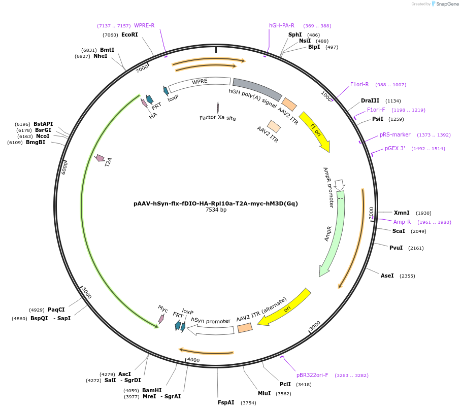223654-plasmid-map-sequence-id-444378