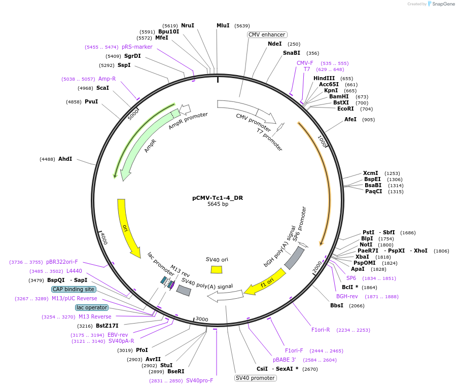 217194-plasmid-map-sequence-id-444383