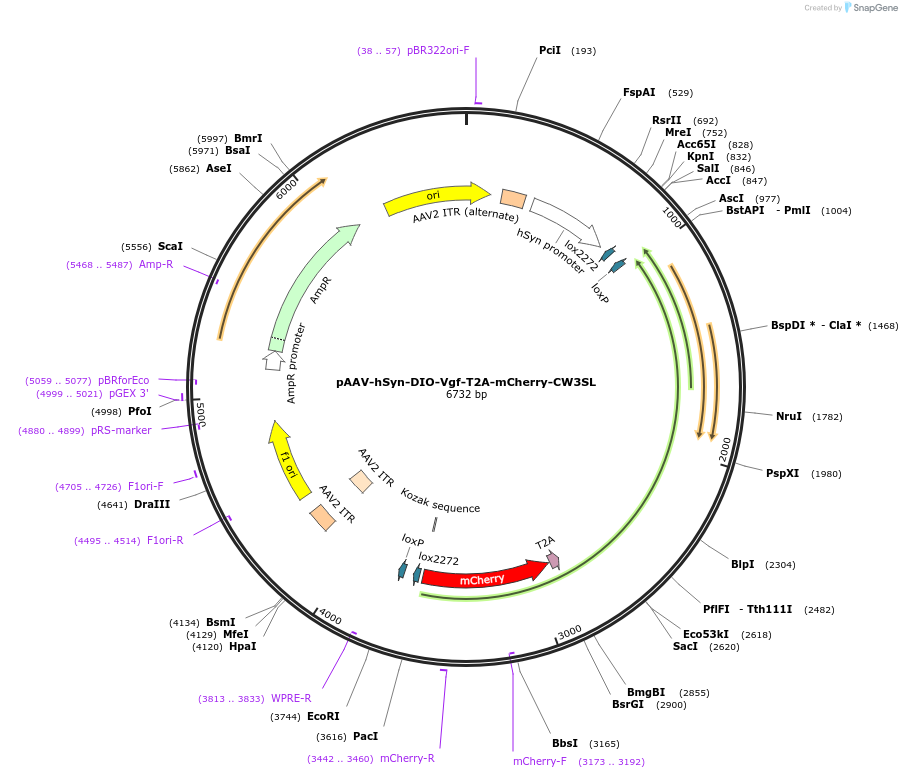 223661-plasmid-map-sequence-id-444384