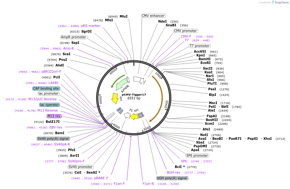 217195-plasmid-map-sequence-id-444389