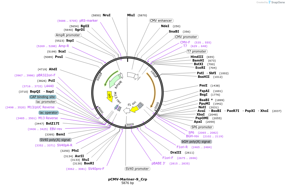 217198-plasmid-map-sequence-id-444391