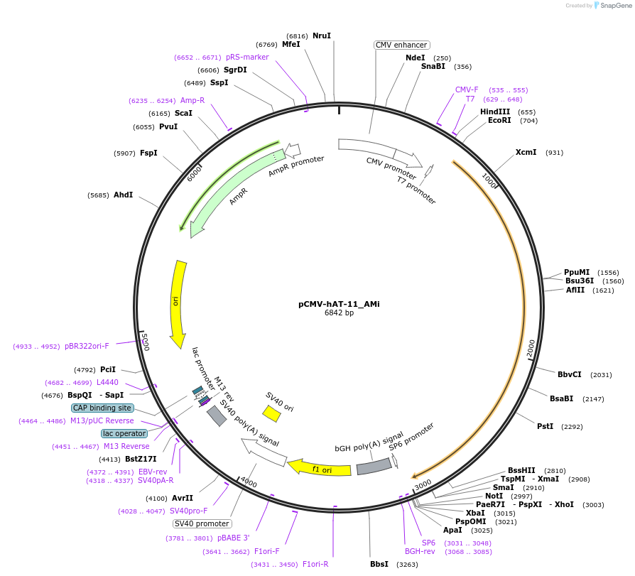 217199-plasmid-map-sequence-id-444392