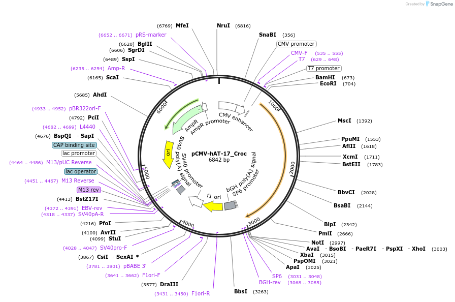 217200-plasmid-map-sequence-id-444393