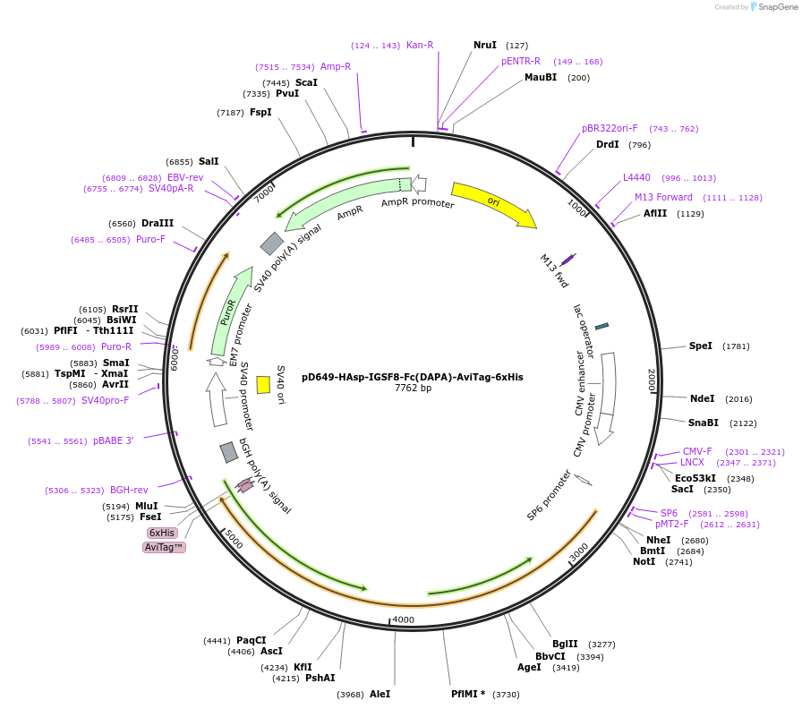 156912-plasmid-map-sequence-id-444413