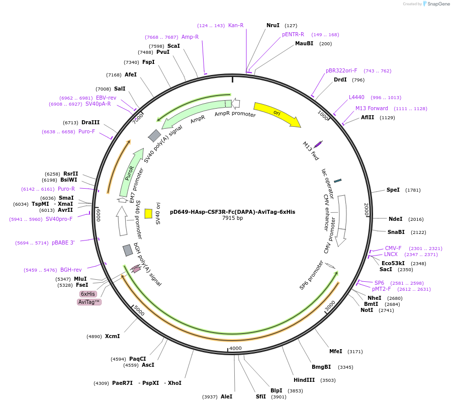 156923-plasmid-map-sequence-id-444414