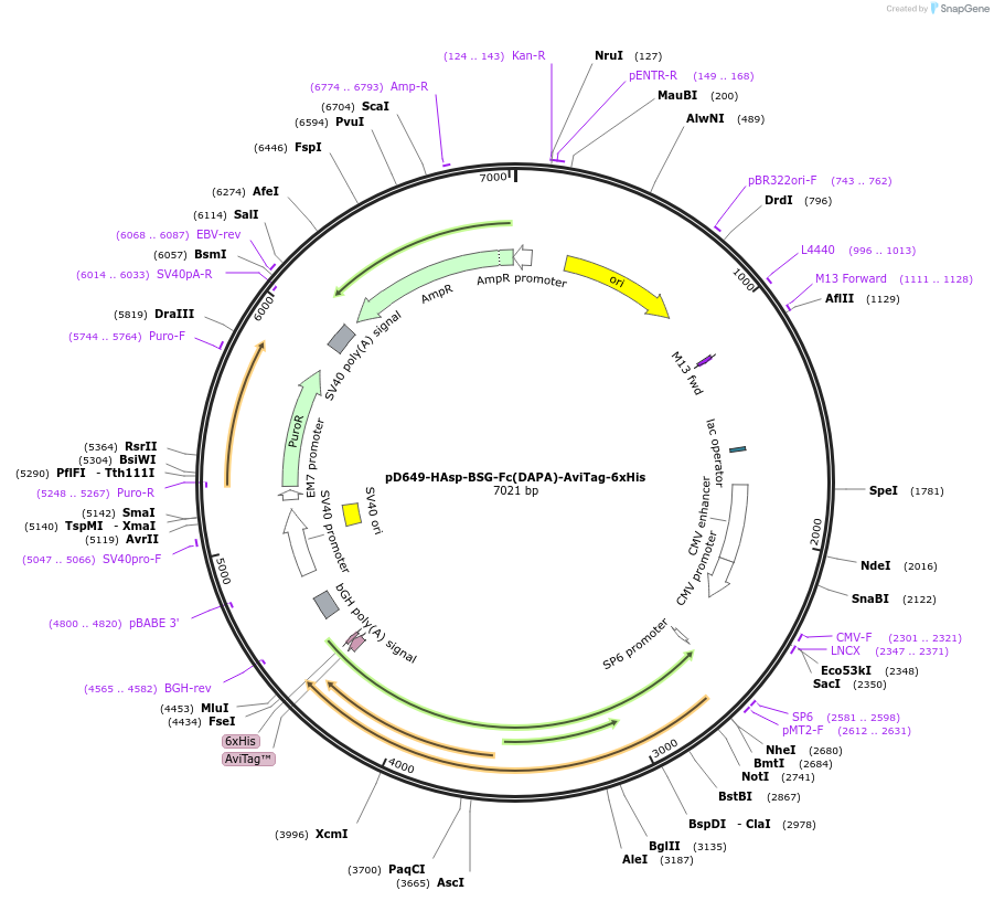 156742-plasmid-map-sequence-id-444422