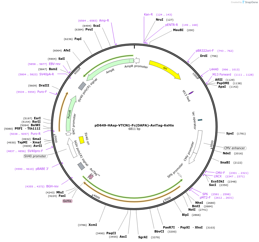 156687-plasmid-map-sequence-id-444427