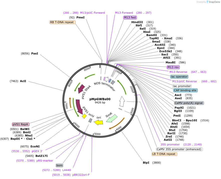 222476-plasmid-map-sequence-id-444500
