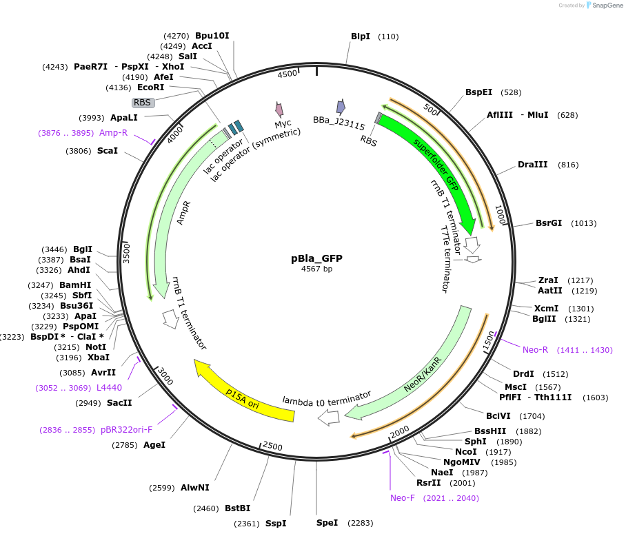 223806-plasmid-map-sequence-id-444582