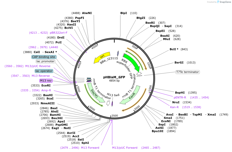 223809-plasmid-map-sequence-id-444591