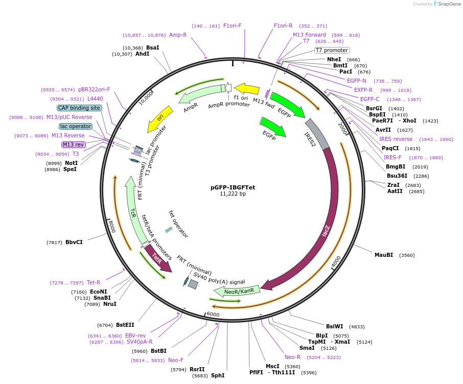 33356-plasmid-map-sequence-id-44464