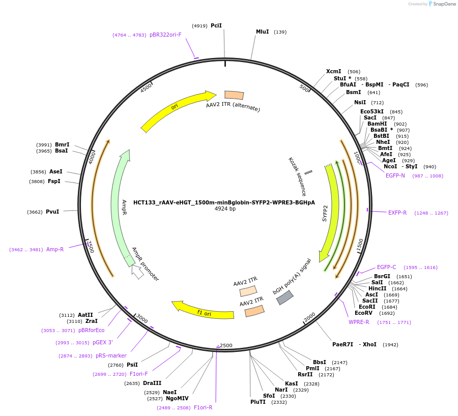 223933-plasmid-map-sequence-id-444666