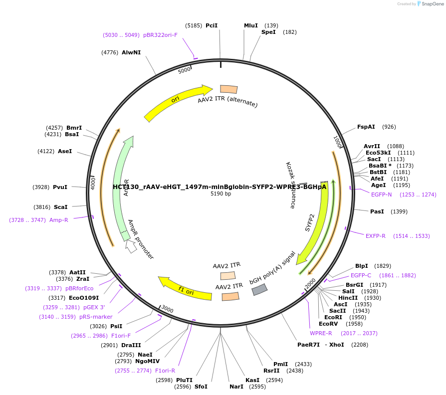223930-plasmid-map-sequence-id-444667
