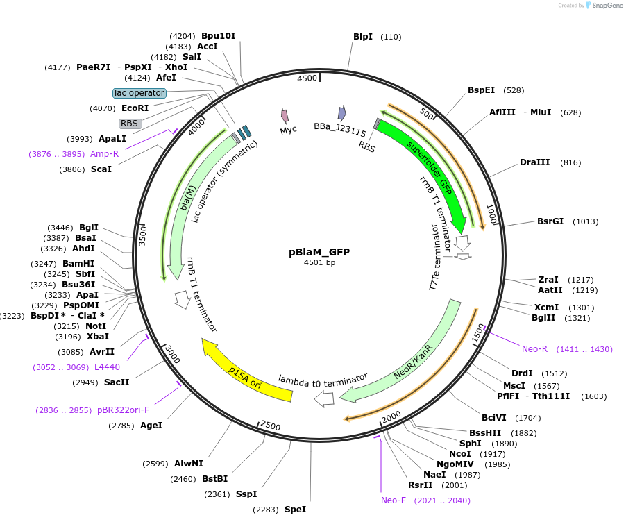 223807-plasmid-map-sequence-id-444668