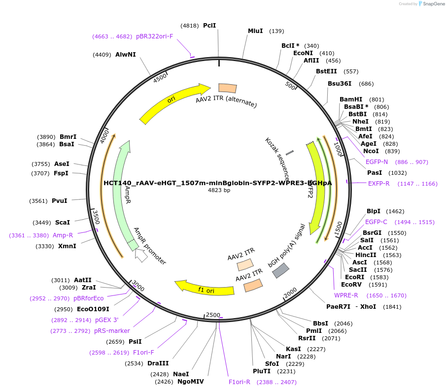 223940-plasmid-map-sequence-id-444669