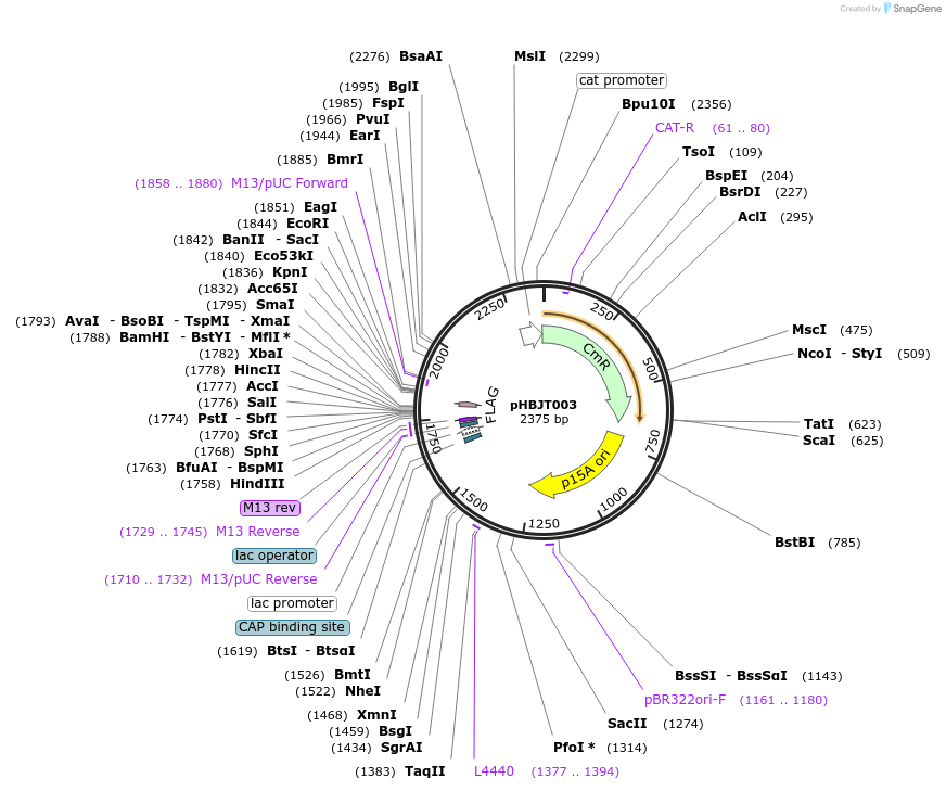 225154-plasmid-map-sequence-id-444670