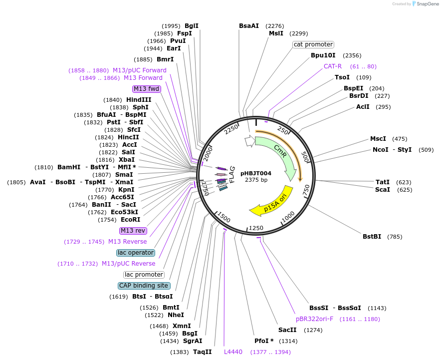 225155-plasmid-map-sequence-id-444671
